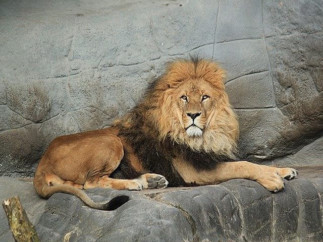 Foto: "Tierpark, Löwe" - Bezirk-Eimsbüttel | Abbruch Entkernung Erdbau & Schadstoffsanierung in Hamburg